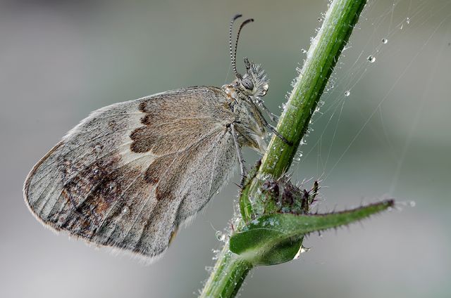 Sono tutte e 4 Coenonympha pamphilus? S